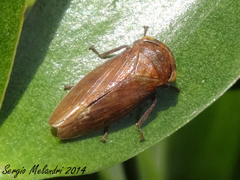 Rhytidodus decimusquartus  dal Ravennate